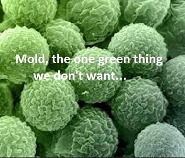 Mold Spores